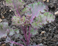 organically protect little plants against garden pests