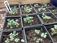 harden off seedlings before planting