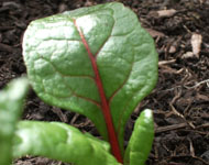 home grown vegetables