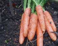 harvest vegetables when still tender and sweet